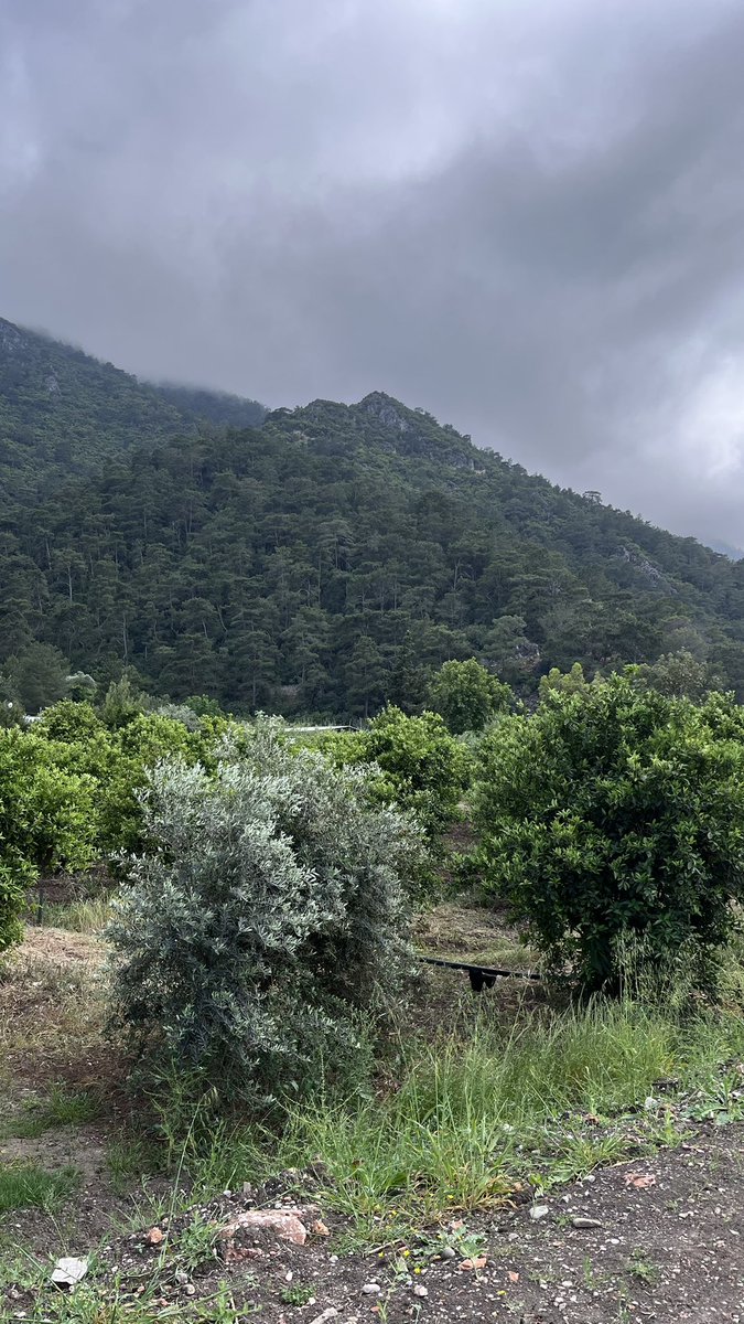 AD92EL's tweet photo. #Antalya
انطاليا🌿 https://t.co/QPT1jA7fQk