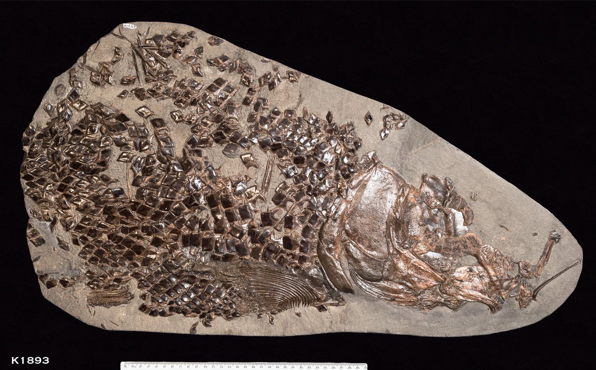 TEC_Kimmeridge's tweet photo. K1893 is a large partial specimen of Lepidotes, preserving flank material and the operculum, collected from Dorset in 2009 and 2010. Measuring 670 mm wide, this specimen demonstrates the impressive size some individuals could reach.
#fossils #fossilfish https://t.co/SaaxI8iTOS