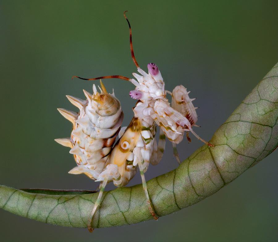 Strange_Animals's tweet photo. The spiny flower mantis.

(Photo Cathy Keifer) https://t.co/Q2YYhMdNeO