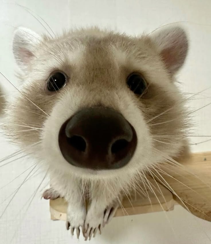 silly raccoons & pandas tweet media