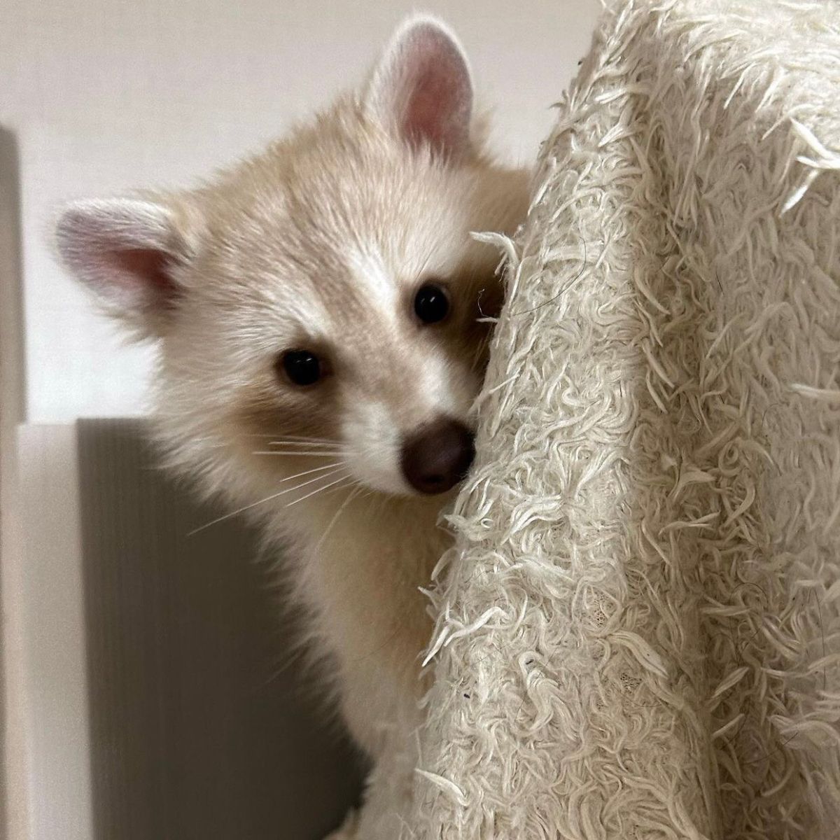 silly raccoons & pandas tweet media