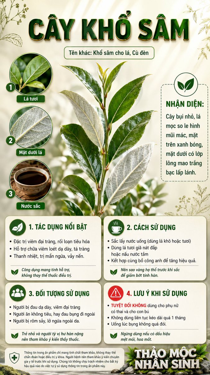 Xuyenyhct86's tweet photo. Ai Bị Dạ Dày, Đại Tràng kiếm ngay Lá Khổ Sâm #thaomocnhansinh #thaomoc #yhoccotruyen #dongy https://t.co/q1BvN9fmfT