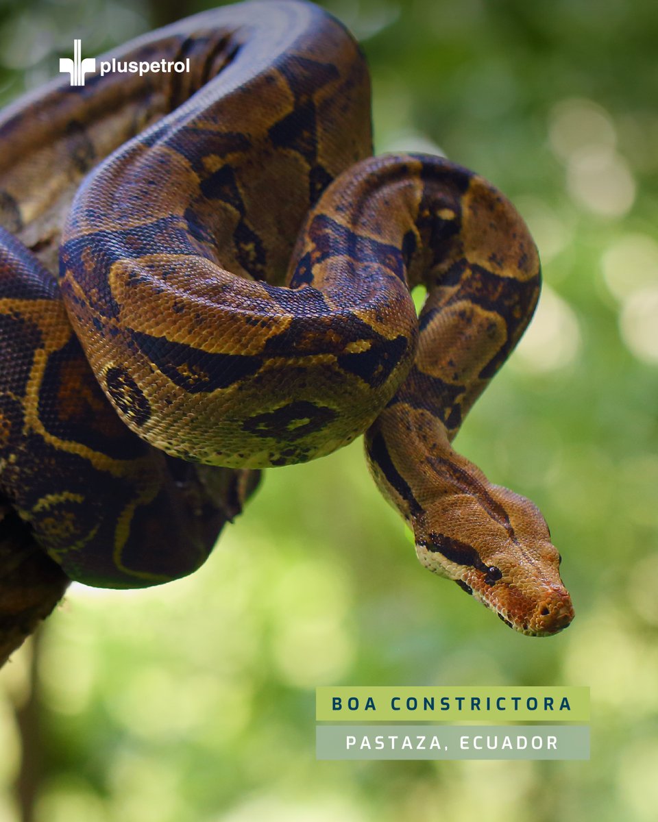 PluspetrolECU's tweet photo. La #BoaConstrictora, una especie emblemática de la Amazonía, una maestra del camuflaje que habita en silencio entre la selva. Lejos de ser una amenaza, cumple un rol esencial en el equilibrio del ecosistema, controlando poblaciones de roedores.

#PluspetrolEcuador #Fauna #Pastaza https://t.co/0gPvEJ1azU