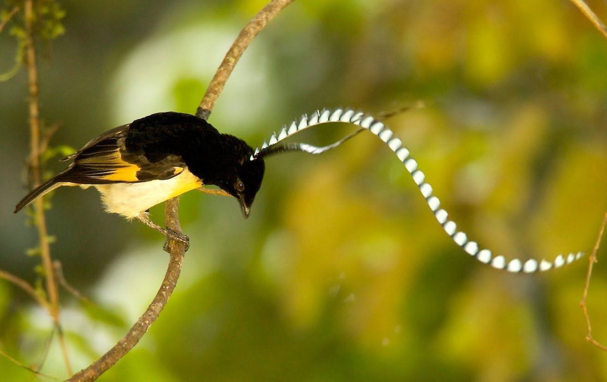 Strange_Animals's tweet photo. King of Saxony bird-of-paradise from New Guinea has two extremely long head plumes reaching 50cm (more than twice the length of its body).

(Photos Tim Laman, Jon Irvine) https://t.co/8eDbm9IldJ
