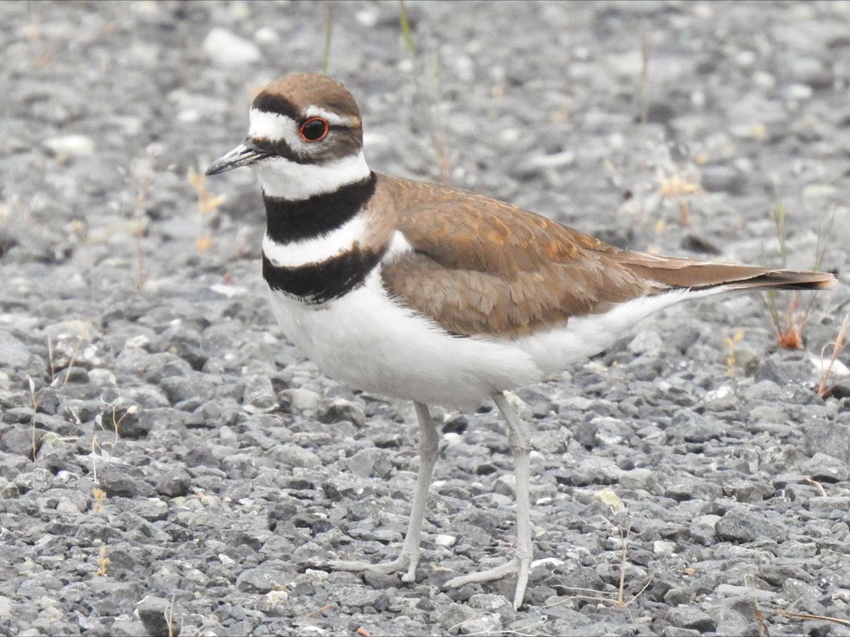 southdevonbirds's tweet photo. Plenty of avian action around Sooke Hills Regional Park, Mount Wells Regional Park, and Langford Lake, Vancouver Island. π· Violet-green Swallow, Belted Kingfisher & Killdeer #birdsofcanada #birding #vancouverislandbirding #birds #canadabirds #birdphotography https://t.co/lDPG4X5CoX