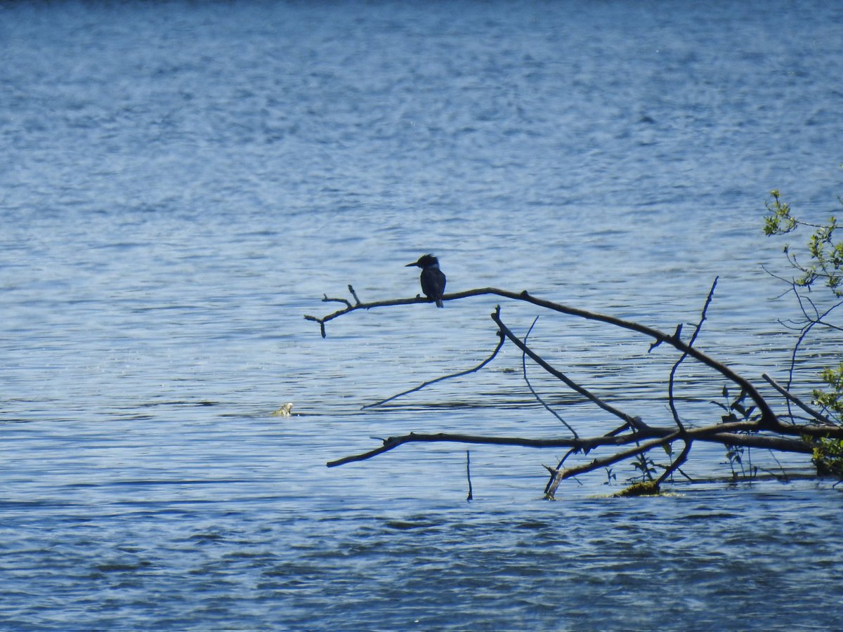 southdevonbirds's tweet photo. Plenty of avian action around Sooke Hills Regional Park, Mount Wells Regional Park, and Langford Lake, Vancouver Island. π· Violet-green Swallow, Belted Kingfisher & Killdeer #birdsofcanada #birding #vancouverislandbirding #birds #canadabirds #birdphotography https://t.co/lDPG4X5CoX