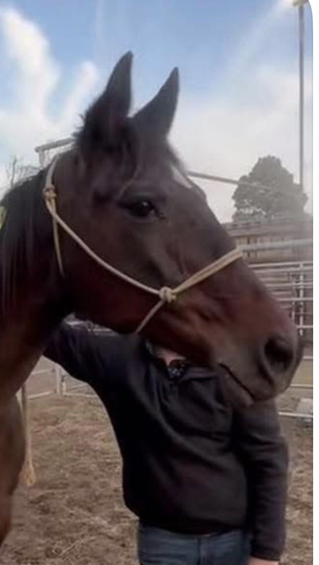 Standardbred Retirement Foundation tweet media