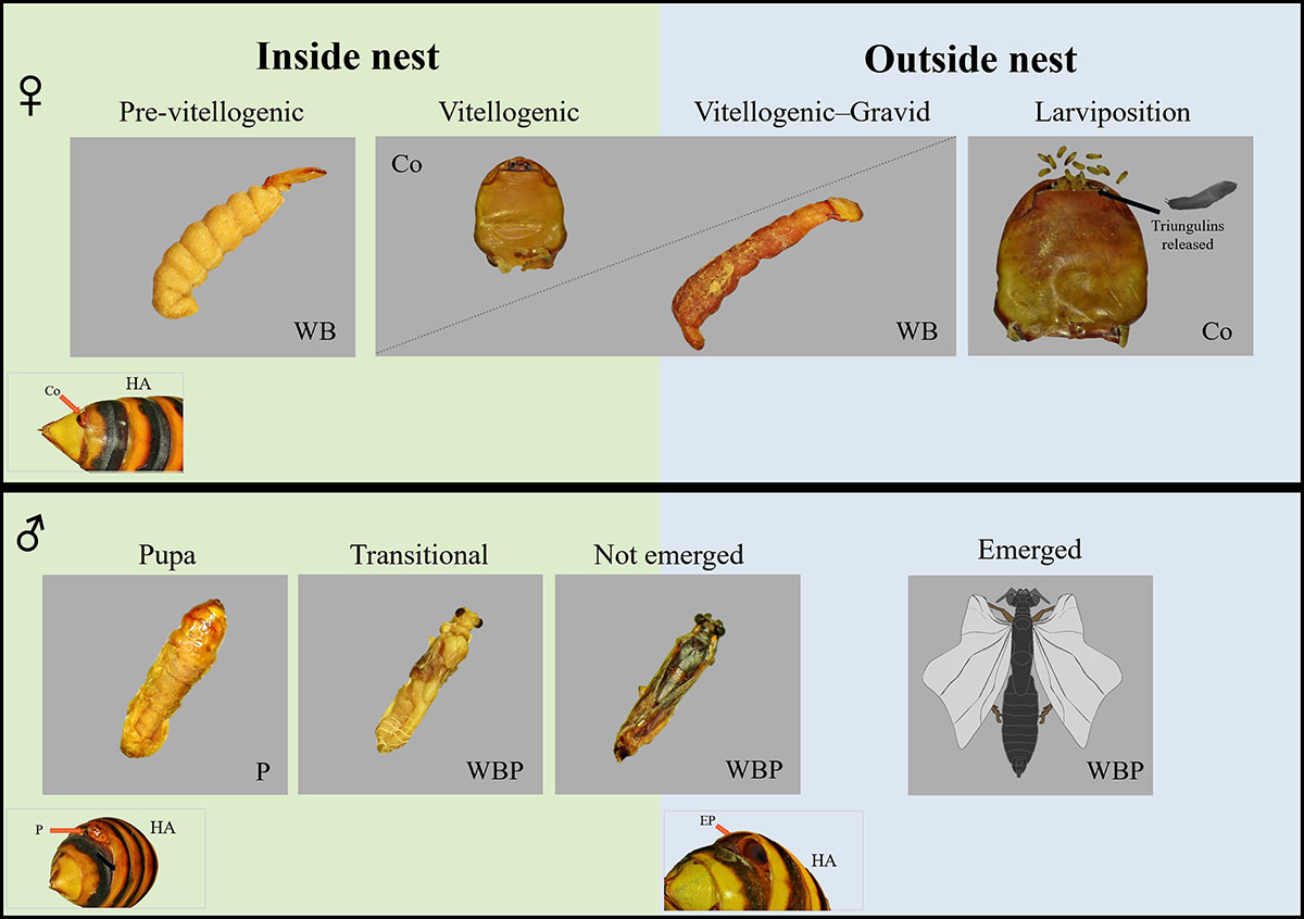 Parasite - The Journal tweet media
