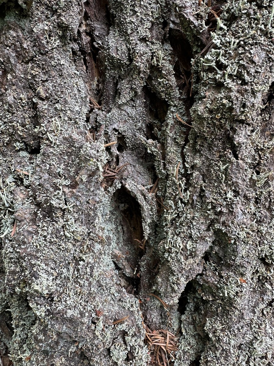 WhidbeyGypsy's tweet photo. @LdeSignalas #ThickTrunkTuesday #ThickBark #WoodyAlien #TheScream #EdvardMunch https://t.co/qe3x5xRhYa