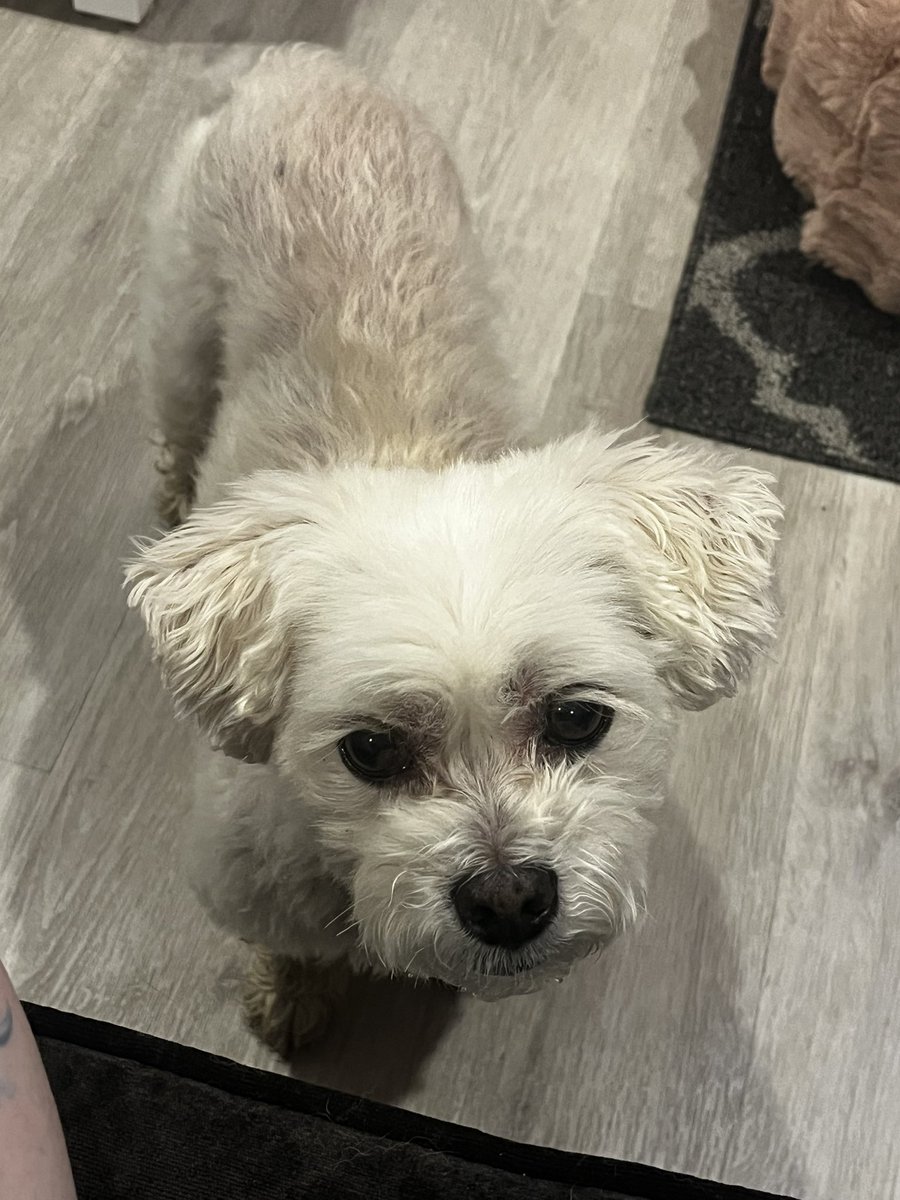 CalmingVoiceTV's tweet photo. Keep my baby in your thoughts, he’s pooping out blood currently and has an emergency appt to the vet… I’m so fucking scared right now 😭 https://t.co/SAWu7xQMPY