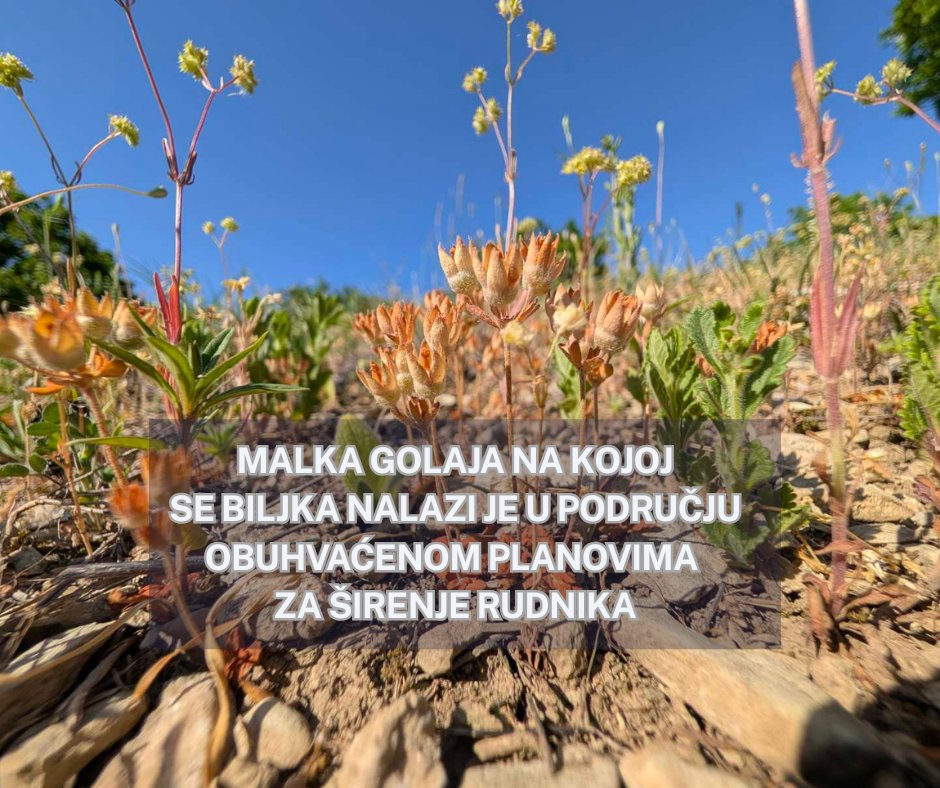 EkoIstok's tweet photo. Ovakva otkrića pokazuju koliko su terenska istraživanja i sistematsko mapiranje biodiverziteta važni pre donošenja odluka o velikim infrastrukturnim i rudarskim projektima.

Autor fotografija je dr Miloš Popović.

#zaječar #ekoistok https://t.co/P19t7h5MMu