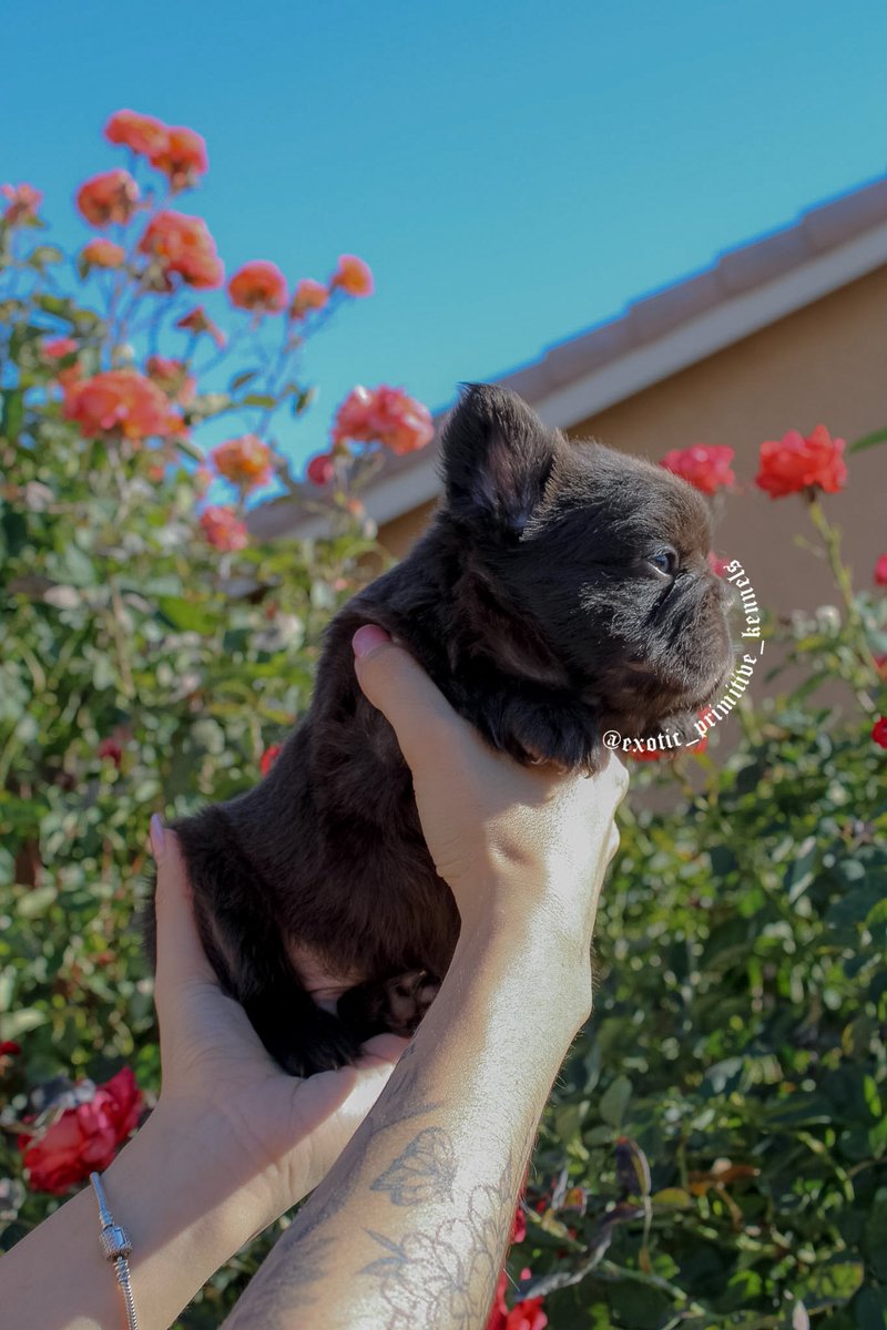 activelife95's tweet photo. Got this beautiful visual fluffy French bulldog looking for his for ever home just turned 8 weeks! Dm If interested! https://t.co/7cksFPHwrz