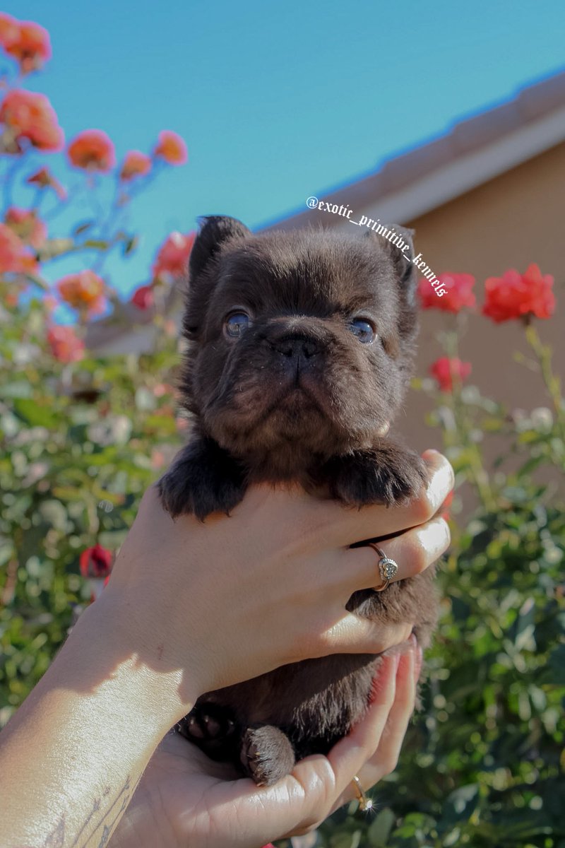 activelife95's tweet photo. Got this beautiful visual fluffy French bulldog looking for his for ever home just turned 8 weeks! Dm If interested! https://t.co/7cksFPHwrz