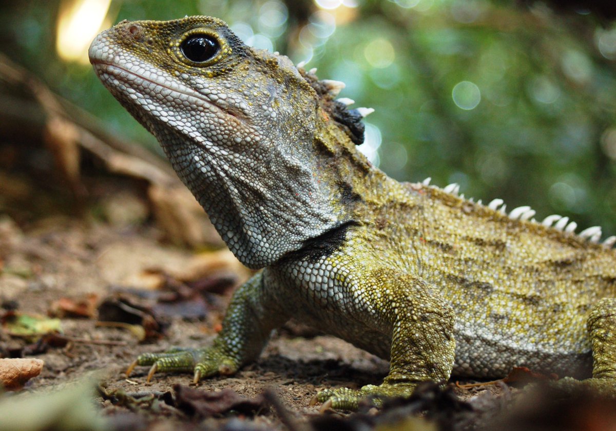 Strange_Animals's tweet photo. Tuataras are not lizards, but the last surviving species of an order of reptiles that flourished 200 million years ago.

(Photos KeresH) https://t.co/fWIu4WRQ5p