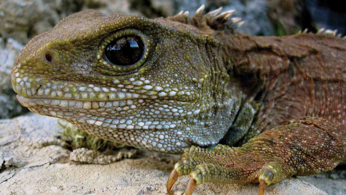 Strange_Animals's tweet photo. Tuataras are not lizards, but the last surviving species of an order of reptiles that flourished 200 million years ago.

(Photos KeresH) https://t.co/fWIu4WRQ5p
