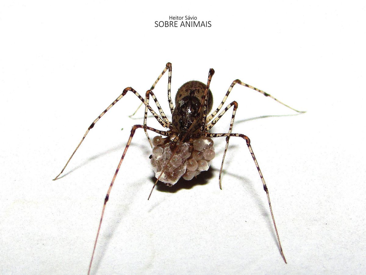 sobreanimaisyt's tweet photo. Aranha-cuspideira (Scytodes sp.)
#selvagem #animais #natureza #bichos https://t.co/stCj9hFMsz