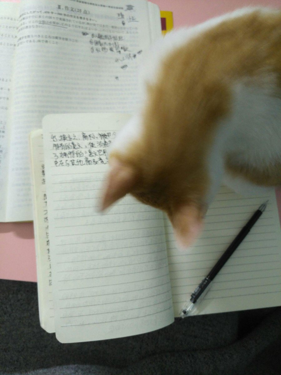 HobDris's tweet photo. [Mid-week slump = perfect time for a quick desk snack u0026 1 minute of unplanned cat video breaks ]， https://t.co/MOZEM0Kzxv