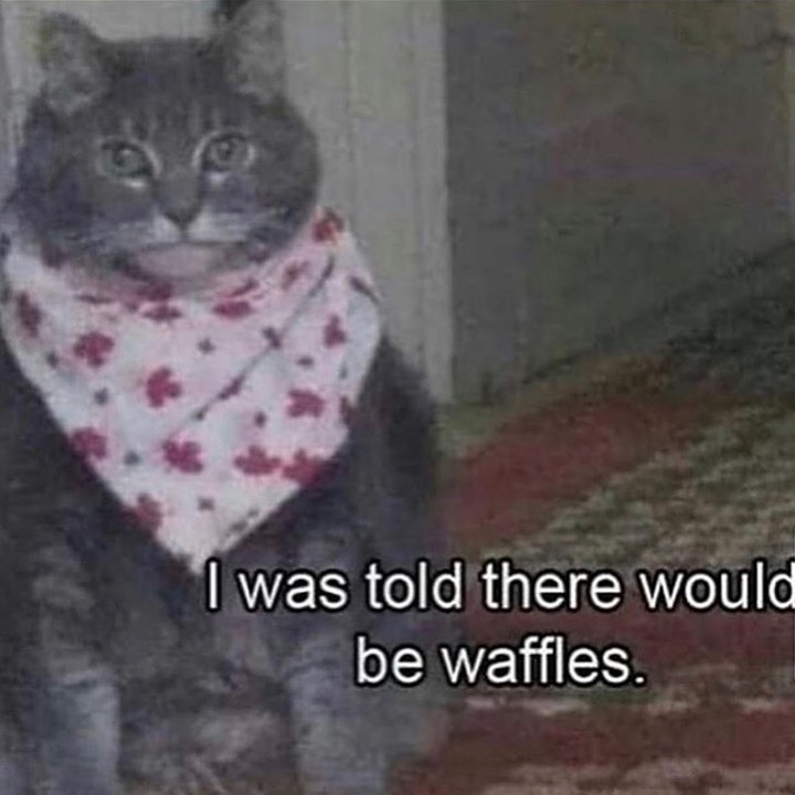 Punch Cat tweet media