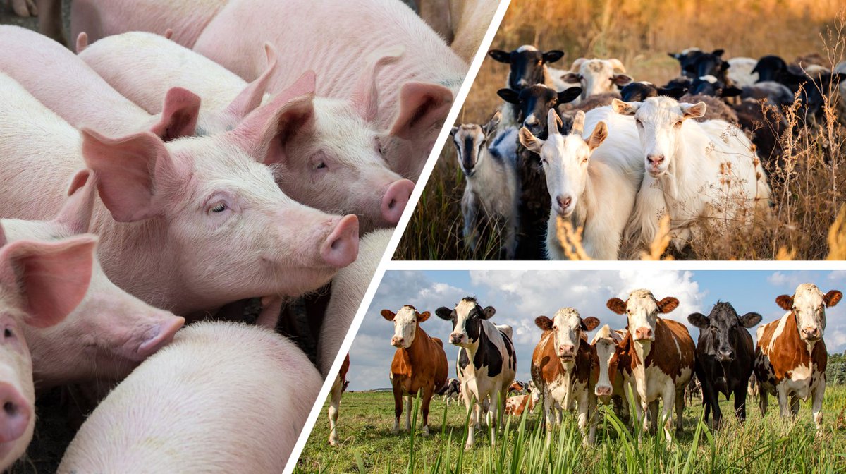 USDA Animal and Plant Health Inspection Service tweet media