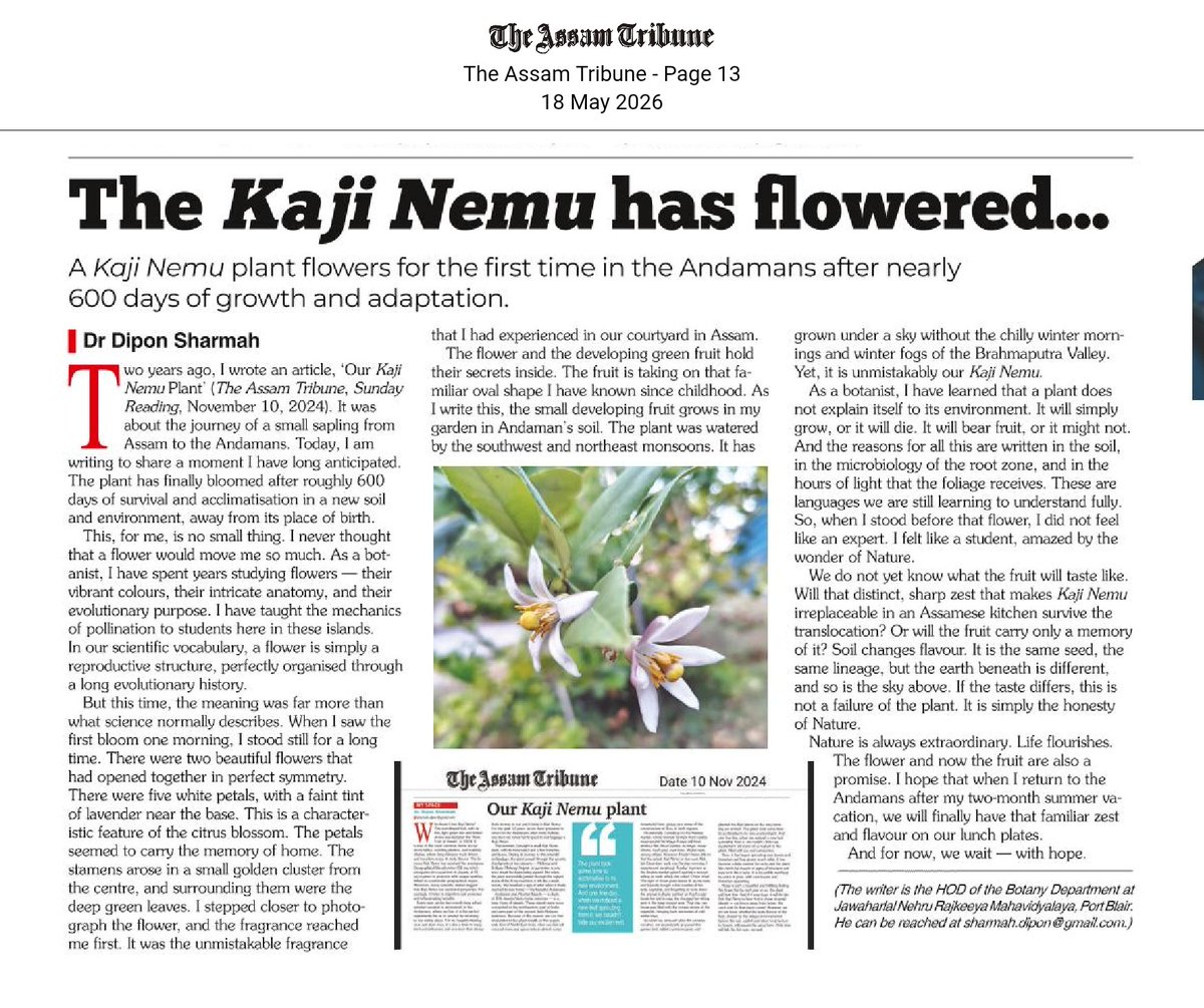 dipon1's tweet photo. The #KajiNemu has flowered. Happy to share my article published in #TheAssamTribune. You can read the full story here: https://t.co/A3va4oTjMj

#Andamans #Assam #Portblair #Citrus https://t.co/JANN2yoetI
