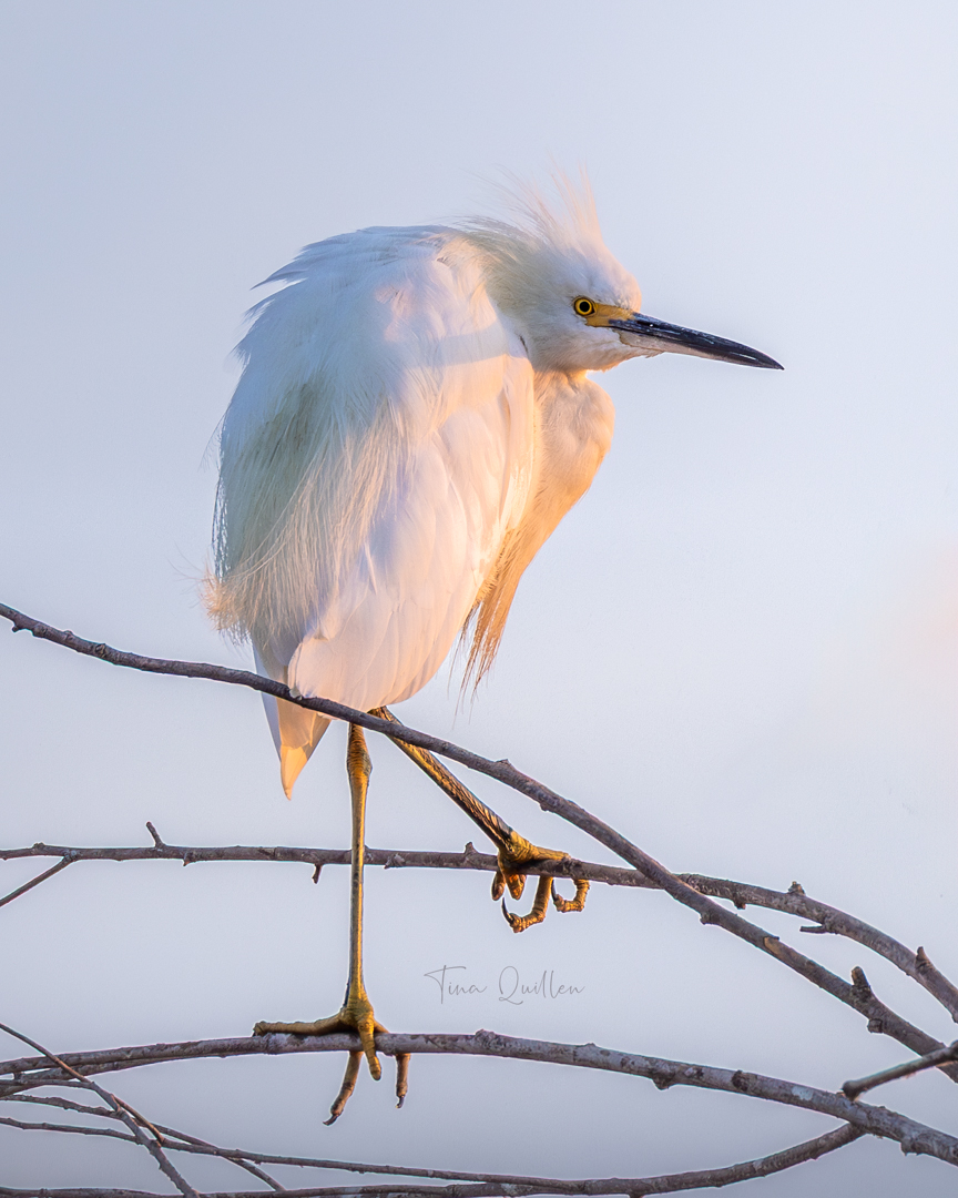 Tina Quillen Photography tweet media