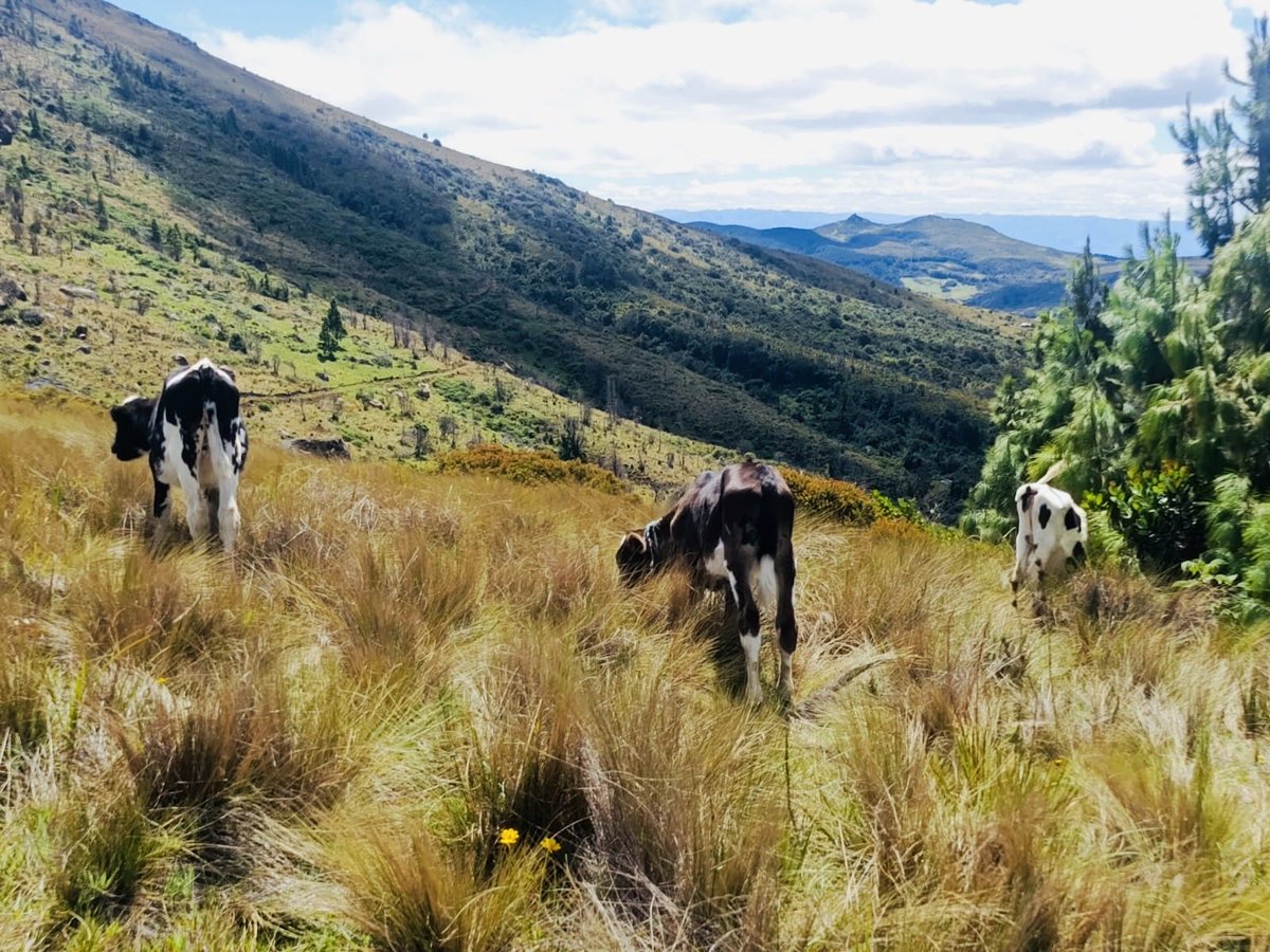 Agricultura_CZ7's tweet photo. #Loja | A través del Proyecto #PROFOSPE en el cantón #Saraguro, en la parroquia Manú, se realizó levantamiento de información predial y catastro animal para la vacunación contra brucelosis bovina y el areteo oficial, beneficiando a los productores de la escuela pecuaria. https://t.co/U86m4AgPWA