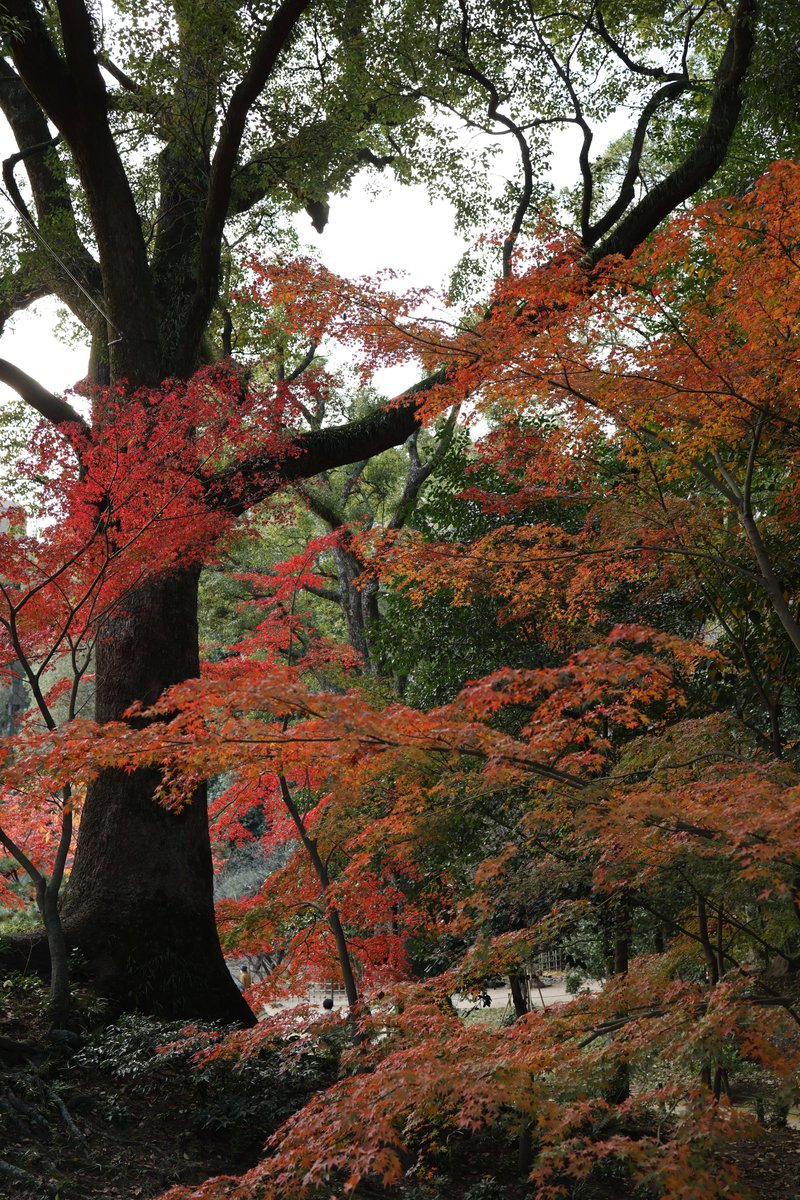 talphonse123's tweet photo. α7RVI ってどうなんだろね？
３２５０万画素でも充分奇麗だよね https://t.co/0CoPFBE8hd