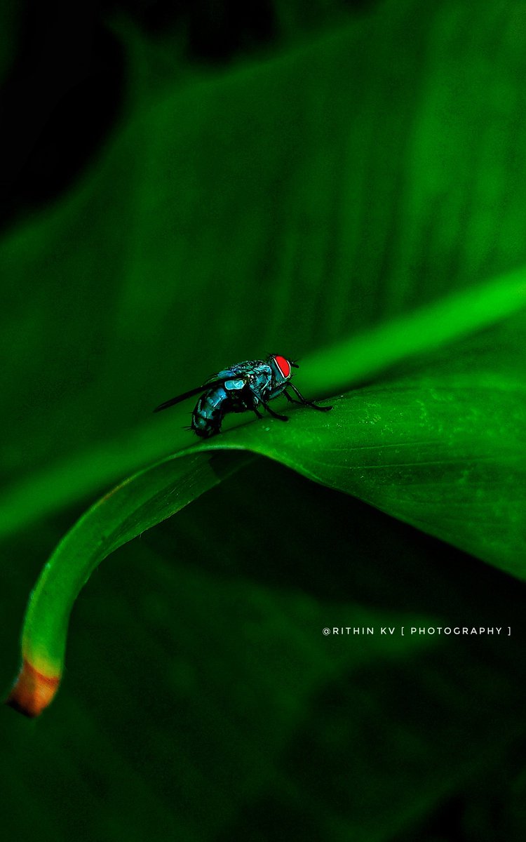 RITHIN KV | Photography 📸 tweet media