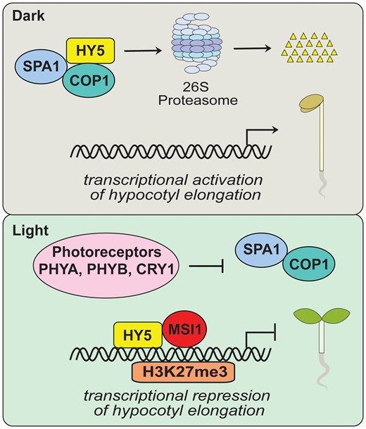 ThePlantCell's tweet photo. IN BRIEF: MSI1-mediated epigenetic repression of hypocotyl elongation during photomorphogenesis (Hongwei Jing) https://t.co/IgaZfTRExM @ASPB #PlantSci https://t.co/Kajd8wIdAq