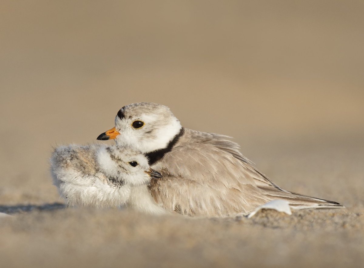 Wader Quest tweet media