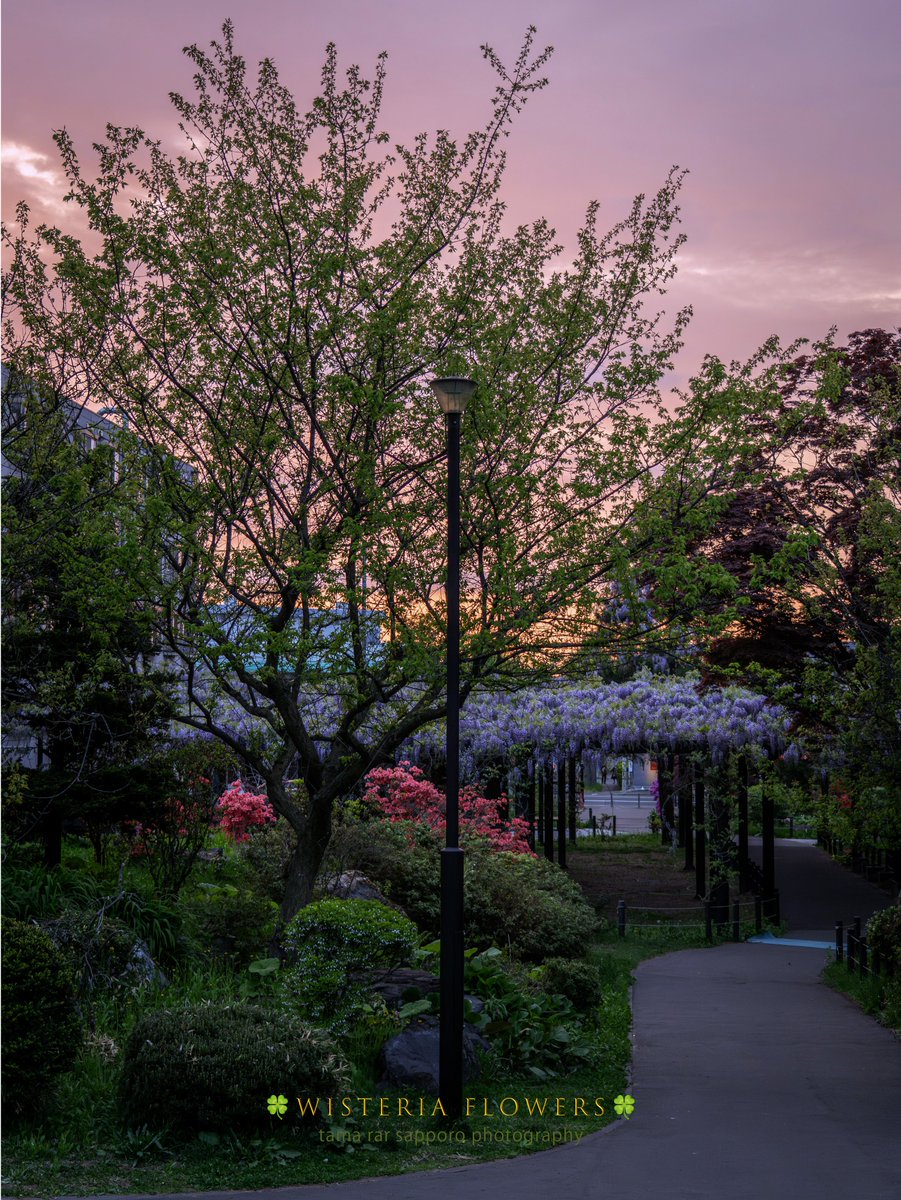 yuki_tama_rar_s's tweet photo. 🟣FLOWER COLLECTION🟣
天神藤と夕焼けた空🌿
#天神藤 #wistria
#FLOWERCOLLECTION
#ファインダー越しの私の世界
#キリトリセカイ
#SonyAlpha #a75 #sony
#これソニーで撮りました
#東京カメラ部 #Photograph #photography https://t.co/XkQWYsPfRC