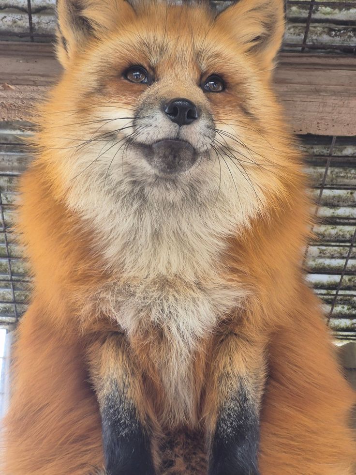 TheFoxLife's tweet photo. those eyes could convince me to do literally anything ❤️ https://t.co/xXa50Lof6W