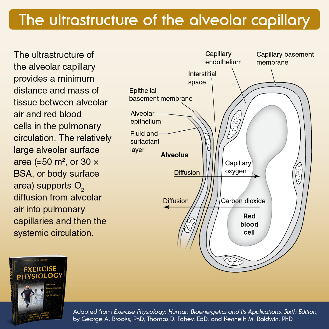 Human_Kinetics's tweet photo. With guidance from expert authors at the forefront of exercise physiology, Exercise Physiology: Human Bioenergetics and Its Applications, Sixth Edition, explores the interrelationship of exercise, metabolism, and energy storage. 
Learn more https://t.co/CMTfAYvO6L https://t.co/qakeJZAf2Z