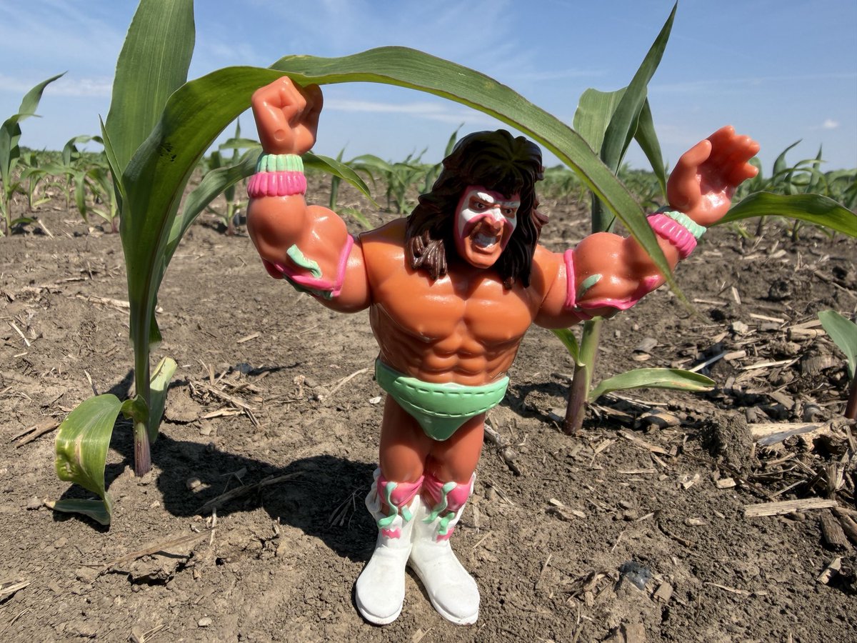 seedgenetics's tweet photo. Direct 2111 has been the ultimate warrior of our corn line-up. It’ll be available in four flavors next season: conventional, AA, DV, and GTLL! https://t.co/ytYMwe1mPr