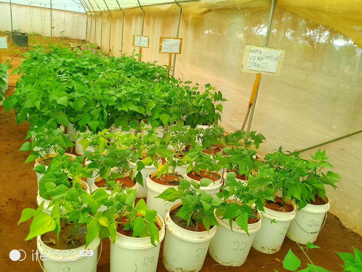 _PABRA's tweet photo. During the BIOBELIEF Project Data Analysis Workshop last week, researchers advanced efforts to identify drought-tolerant bean varieties that can strengthen food security under changing climate conditions.

A partnership between @kalromkulima &amp; #PABRA, supported by the @nrfkenya. https://t.co/tZdBGSNlNY