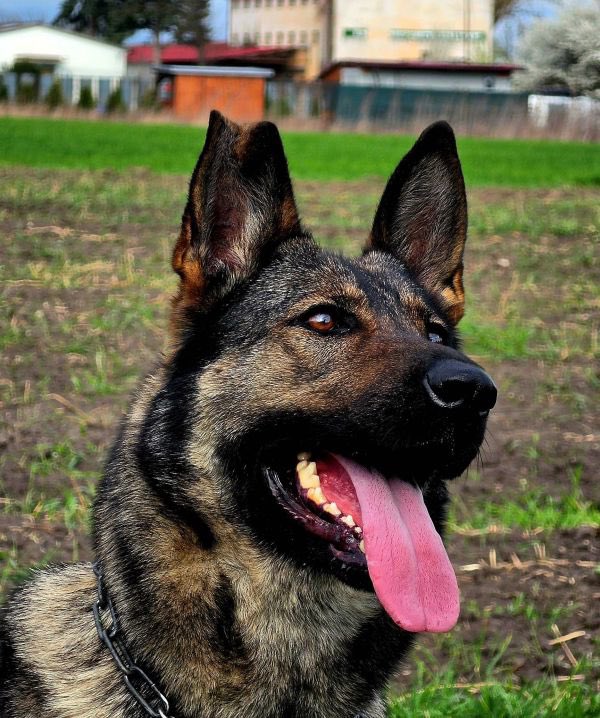 K9Classifieds's tweet photo. Uxa is a completely qualified GSD female (qualified in the Europe/Czech republic), just 3 years old (DOB: May/17/2023), she had bitten her ear when she was young from her brother but it is a cosmetic issue only..https://t.co/ToiZaNcOd0 https://t.co/dJjBHTNN4B