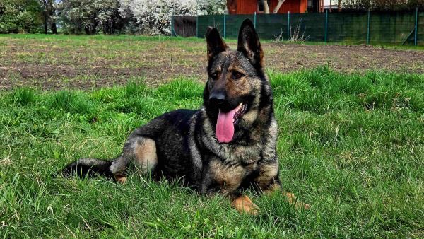 K9Classifieds's tweet photo. Uxa is a completely qualified GSD female (qualified in the Europe/Czech republic), just 3 years old (DOB: May/17/2023), she had bitten her ear when she was young from her brother but it is a cosmetic issue only..https://t.co/ToiZaNcOd0 https://t.co/dJjBHTNN4B