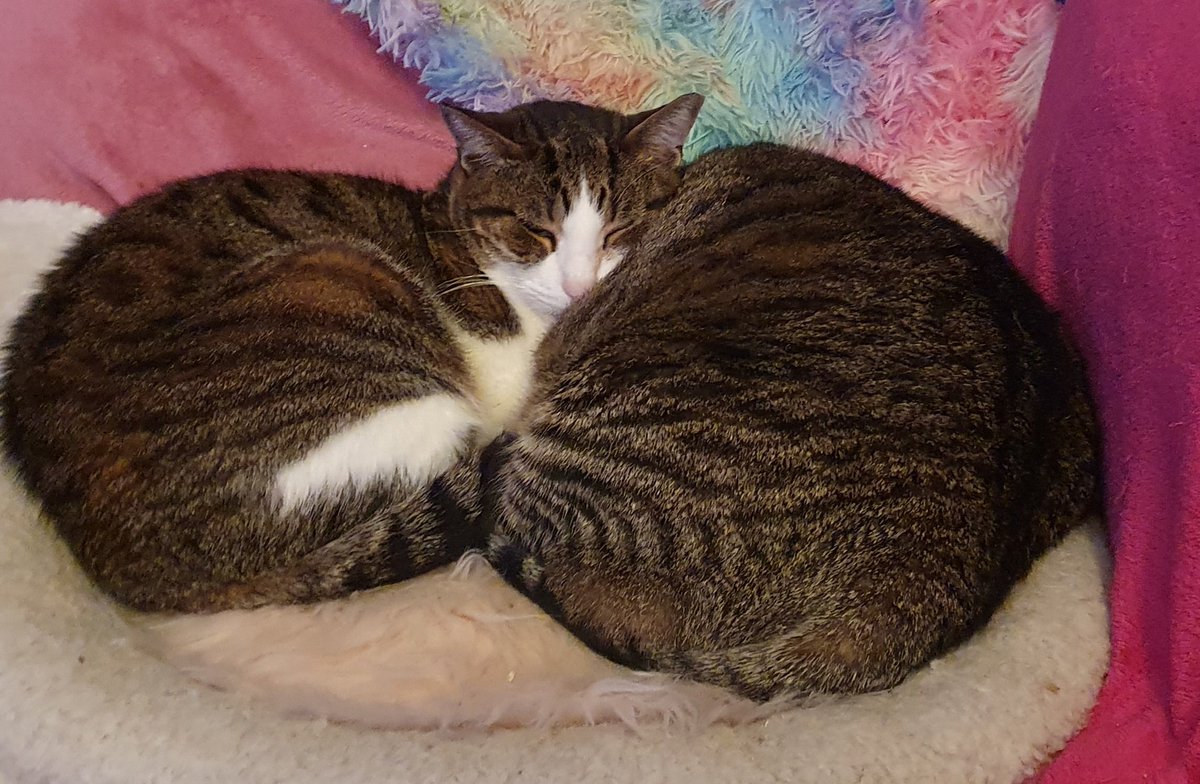😻Benito🐾Calita😻 🌈Filou🌈 tweet media