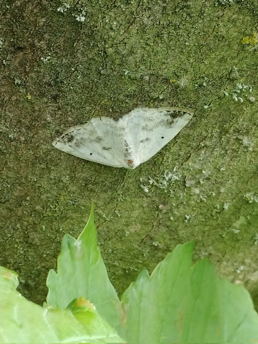 allom_john's tweet photo. Clouded Silver moth, found at work today. https://t.co/H5PgZKOCZ8