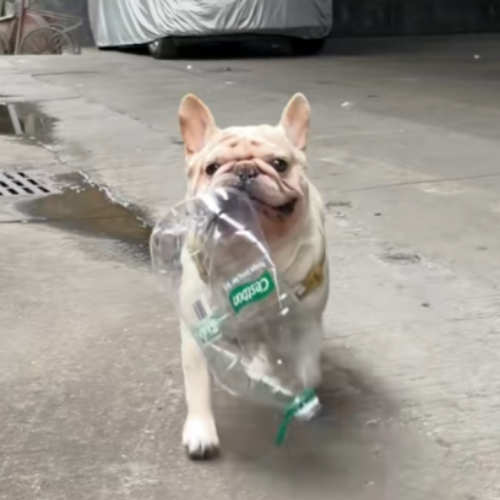 TarperDEV's tweet photo. Xiaobai the viral bottle dog which collects bottles to recycle has been targeted in China by animal abuse groups

Xiaobai is friendly gentel dog loved by millions

Lets put an end to abuse towards animals through $Xiaobai

All fees generated go to https://t.co/GxnWS1gHv4

https://t.co/tzjD4SLXZc
