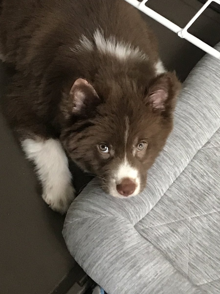Saran_K0415's tweet photo. 🐶思い出のさらん　1

#さらん　#犬　#ミックス犬
#犬のいる暮らし  #ボーダーコリー https://t.co/UqAlSzf400