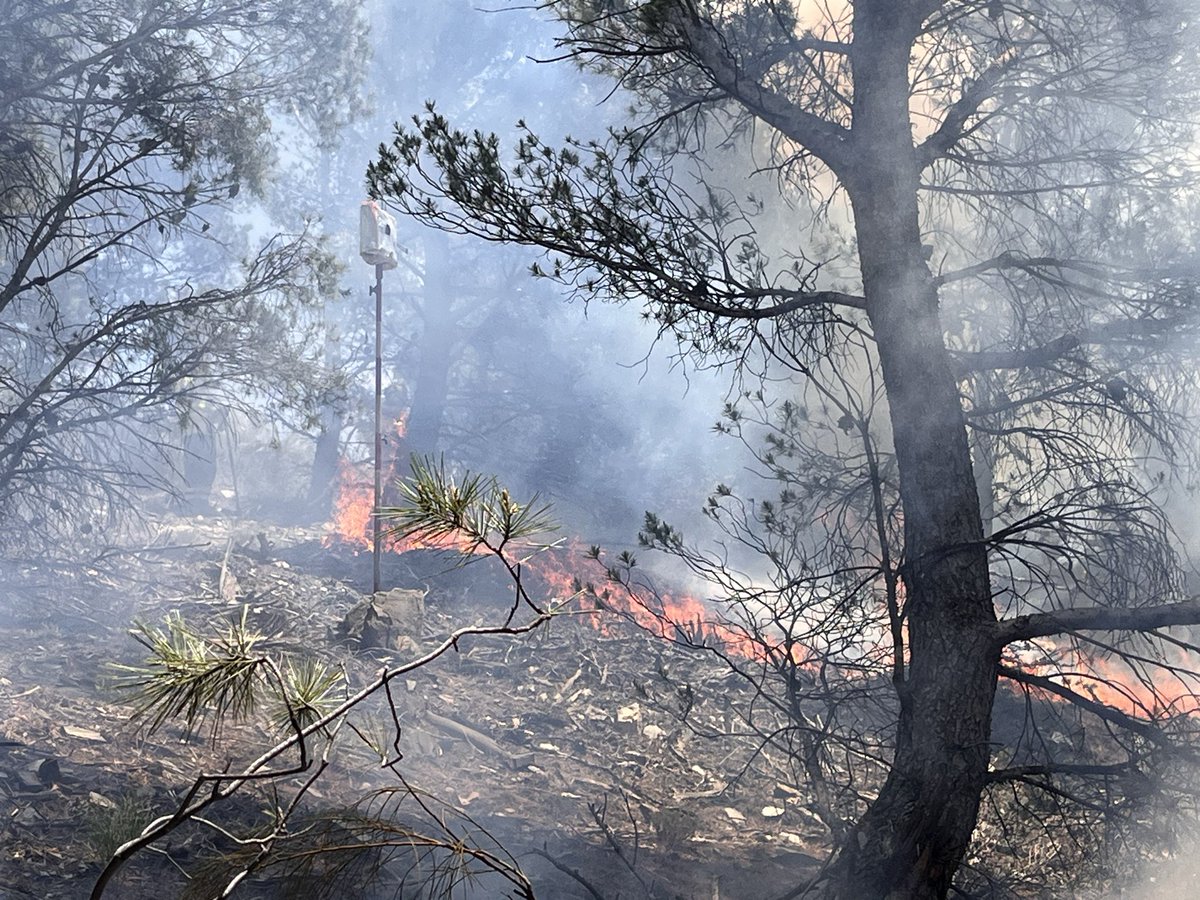 LabIF_UCO's tweet photo. Seguimos trabajando en identificar el cambio en el comportamiento del fuego promovido por los tratamientos selvícolas https://t.co/3lEspqwQP1