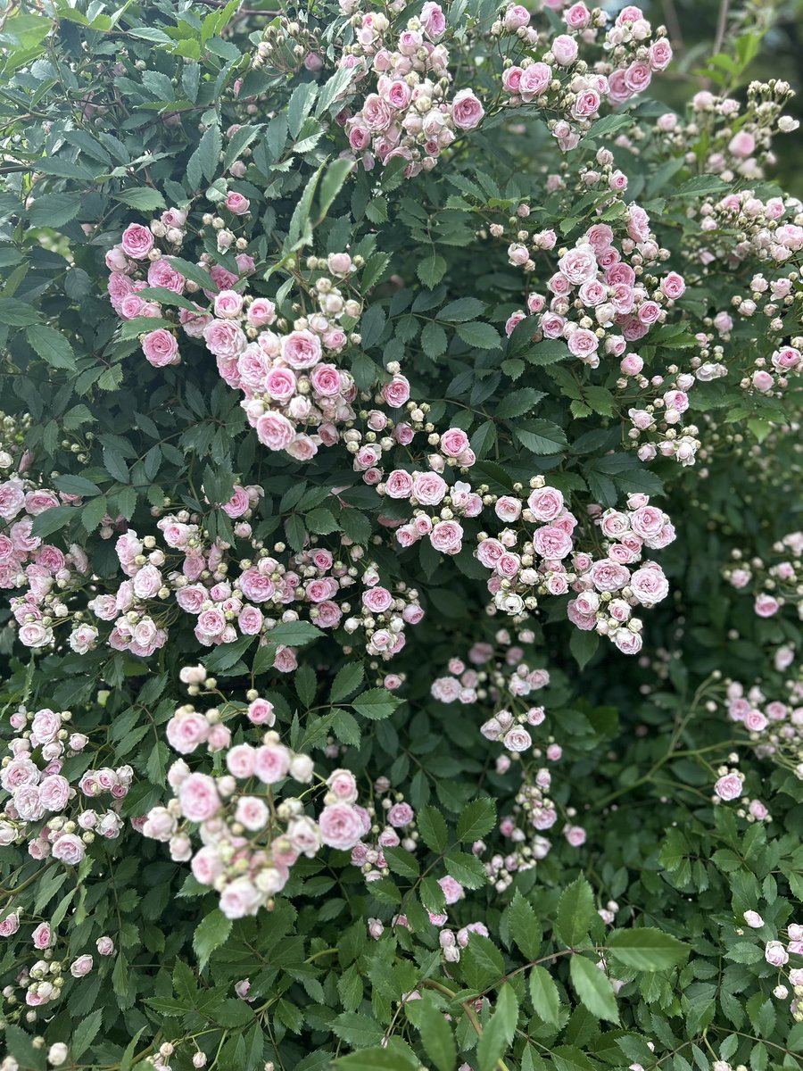 _yumedoll's tweet photo. みんなにも分けてあげようか https://t.co/Ak4MAlbXaA