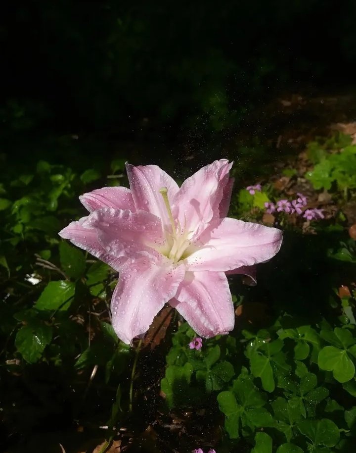 dreamyflowerrs's tweet photo. lily 🩷 https://t.co/vvftp3vqCB