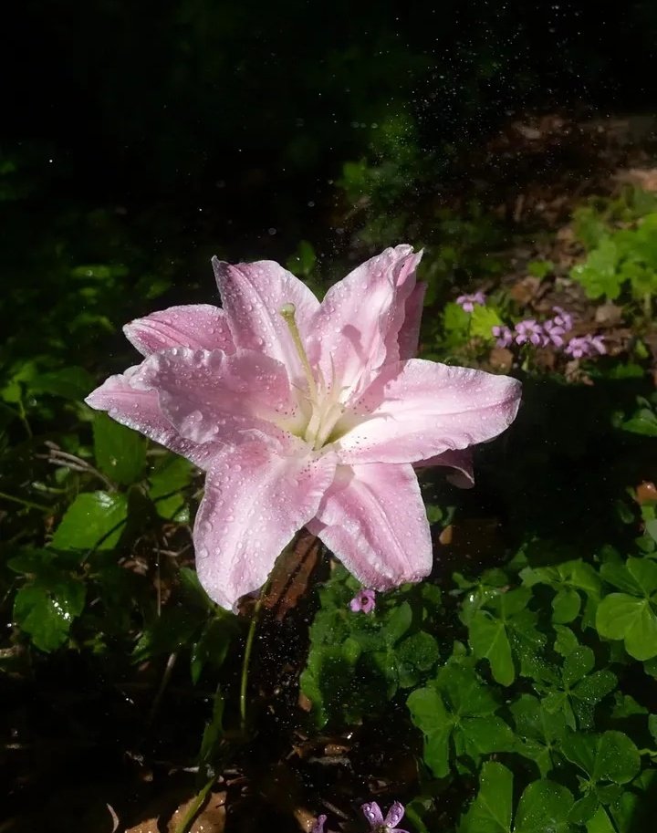 dreamyflowerrs's tweet photo. lily 🩷 https://t.co/vvftp3vqCB