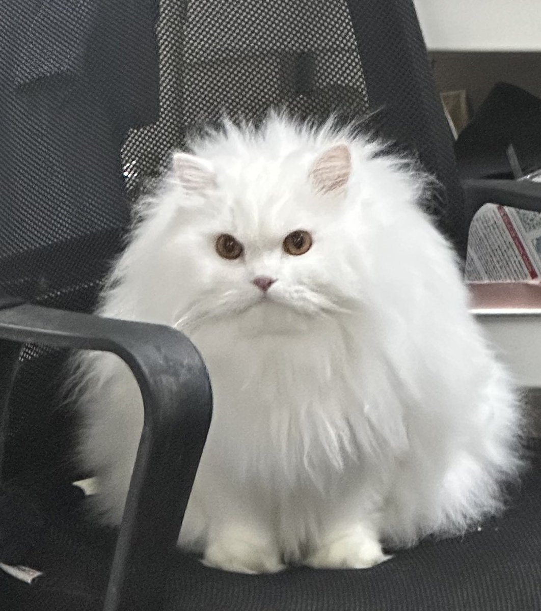 นีนี่ฮุนฮุนเป็นน้องพี่หมี🐻🐱 tweet media