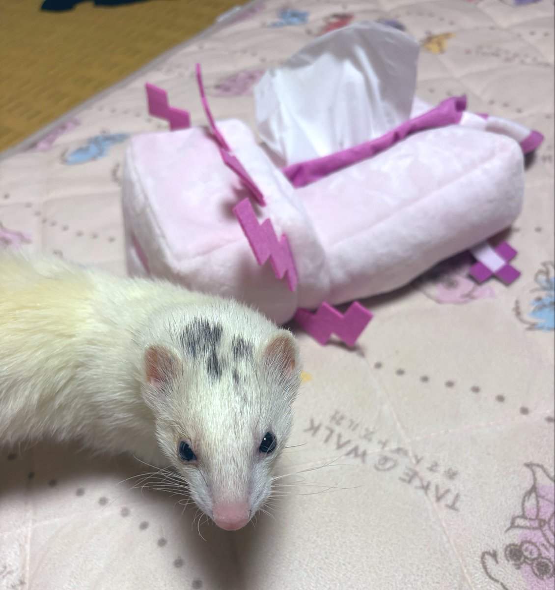 さーもこ🍆🐷 tweet media
