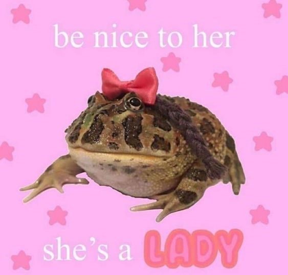 No Context Frogs tweet media