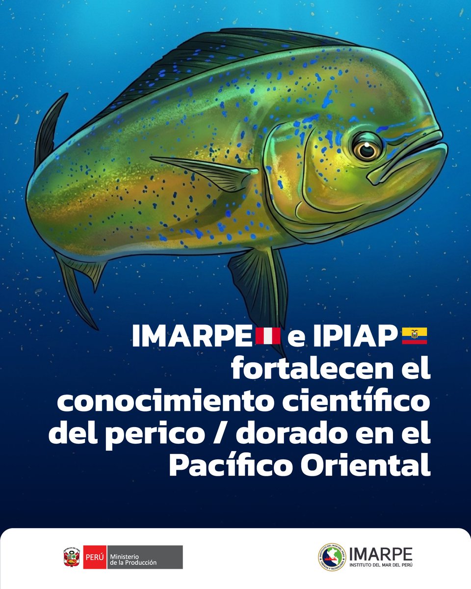 ImarpePeru's tweet photo. 🔎🐟 El IMARPE y el @IpiapEcuador lideran un esfuerzo conjunto para fortalecer el conocimiento científico del perico/dorado (Coryphaena hippurus) en el Pacífico Oriental, a través de un estudio de marcaje que aporta información sobre los desplazamientos de esta especie. https://t.co/Q7UkA09OBO