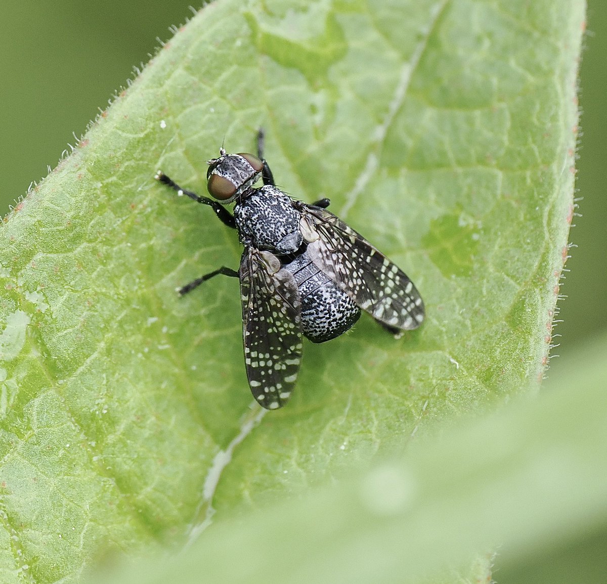 rlewington2's tweet photo. Nicely spotted fly in the garden - Platystoma seminationis https://t.co/zxzo4JRNXa